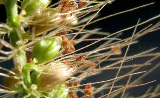 Perennial Foxtail-grass, SETARIA PARVIFLORA