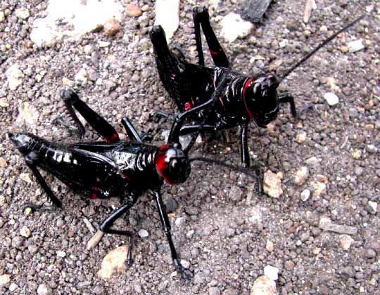 locust/ grasshopper nymphs