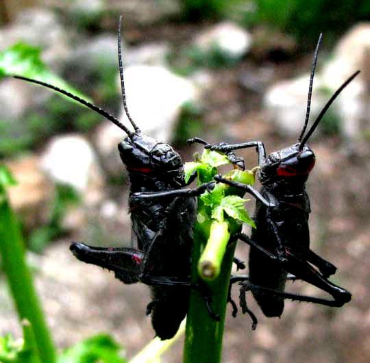 grasshopper/ locust nymphs feeding