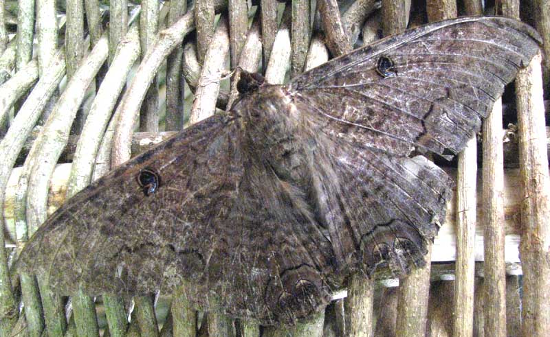 Black Witch Moth, ASCALAPHA ODORATA