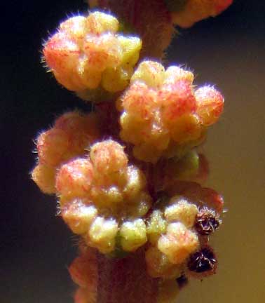 Copperleaf, ACALYPHA WILKESIANA, male flowers