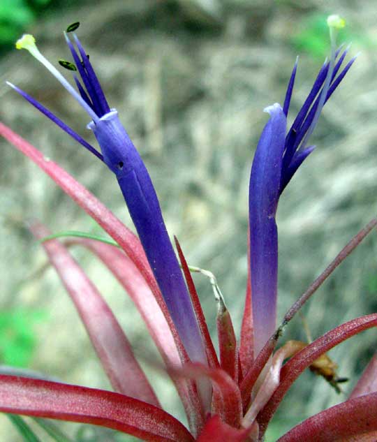 TILLANDSIA BRACHYCAULOS, flowers