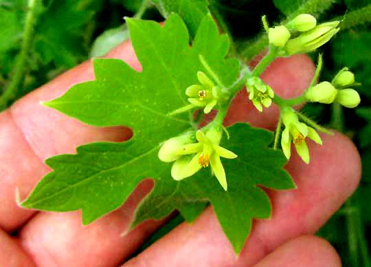 GRONOVIA SCANDENS