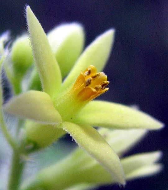 GRONOVIA SCANDENS, flower