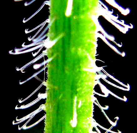 GRONOVIA SCANDENS, hooked hairs, or trichomes