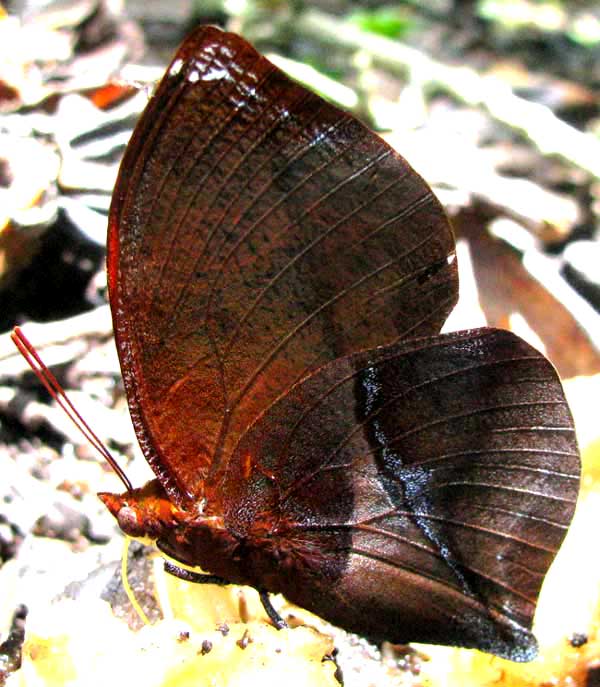 Red-striped Leafwing, SIDERONE GALANTHIS