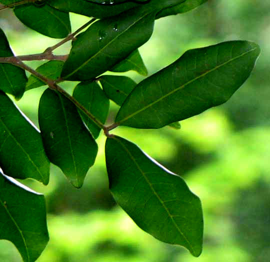 Wild Guayas, Talisia oliviformis, leaves