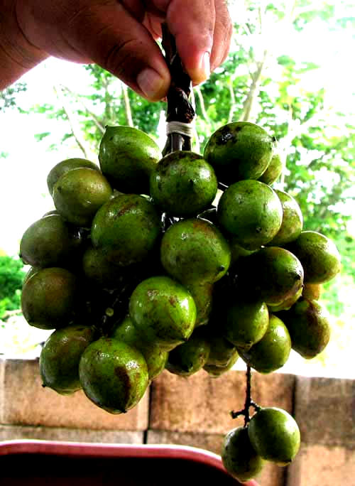 Guaya, MELICOCCUS BIJUGATUS, fruits