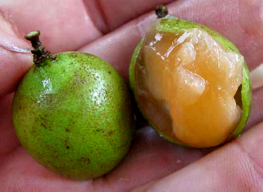 Guaya, MELICOCCUS BIJUGATUS, fruits