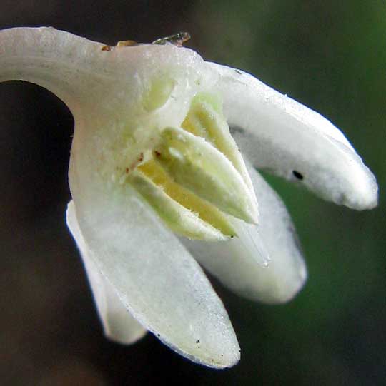 Lily Turf, Ophiopogon intermedius 'Argenteomarginatus', flower section