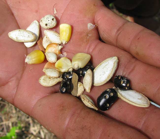 milpa or cornfield seeds, corn, beans and squash