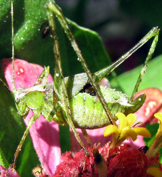 angle-winged katydid in Yucatan, Mexico