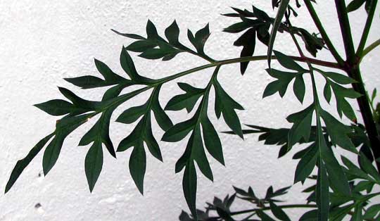COSMOS CAUDATUS, pinnately compound leaves