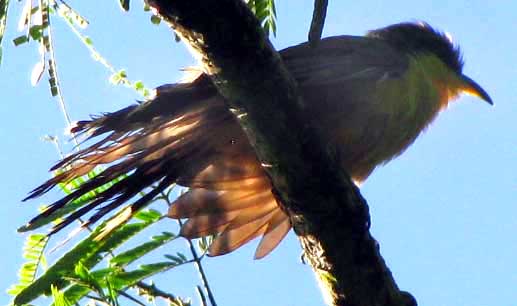 molting Squirrel Cuckoo, Piaya cayana