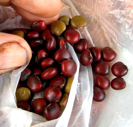 beans of Jícama, or Yam Bean, PACHYRRHIZUS EROSUS