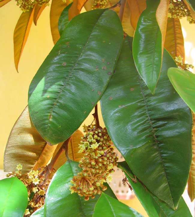 Star-Apple, CHRYSOPHYLLUM CAINITO, leaves and flowers