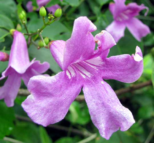 CYDISTA DIVERSIFOLIA, flower