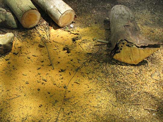 orange yellow sawdust of Mora, Maclura tinctoria