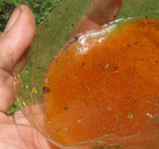 orange yellow dye from sawdust of Mora, Maclura tinctoria