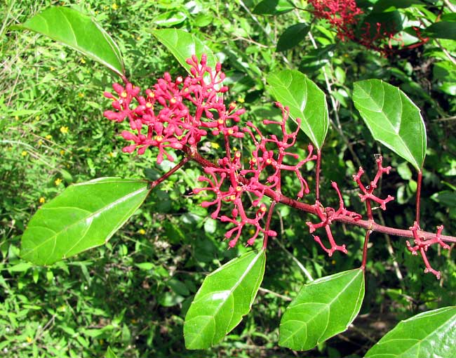 CISSUS GOSSYPIFOLIA