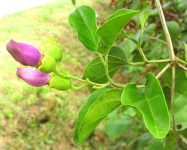 AMPHILOPHIUM PANICULATUM