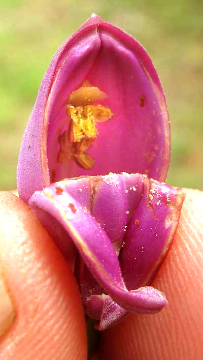 AMPHILOPHIUM PANICULATUM