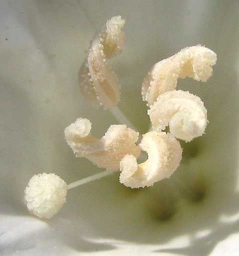 OPERCULINA PINNATIFIDA, a white morning-glory, its spiraling anthers