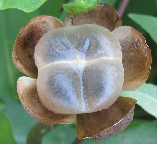 OPERCULINA PINNATIFIDA, a white morning-glory, its bladdery fruit