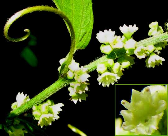GOUANIA LUPULOIDES, flowers, tendril