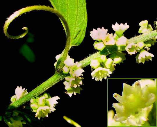 GOUANIA LUPULOIDES, flowers, tendril