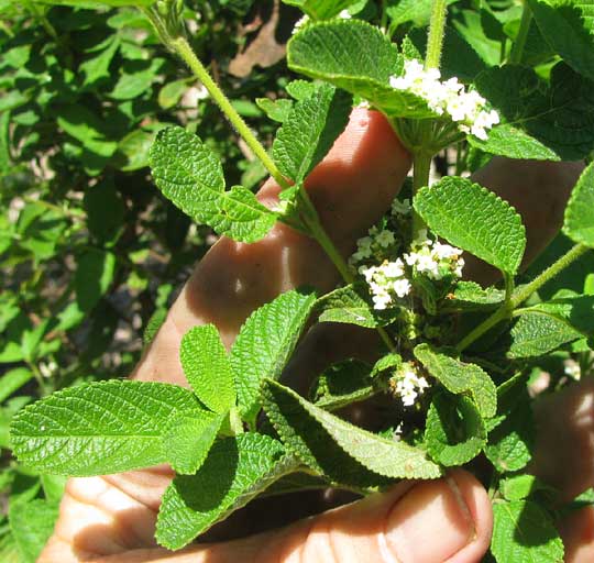 Mexican Oregano, LIPPIA GRAVEOLENS, leaves and flowers