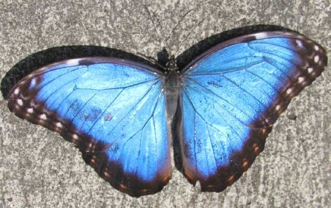 Common Blue Morpho, MORPHO HELENOR MONTEZUMA