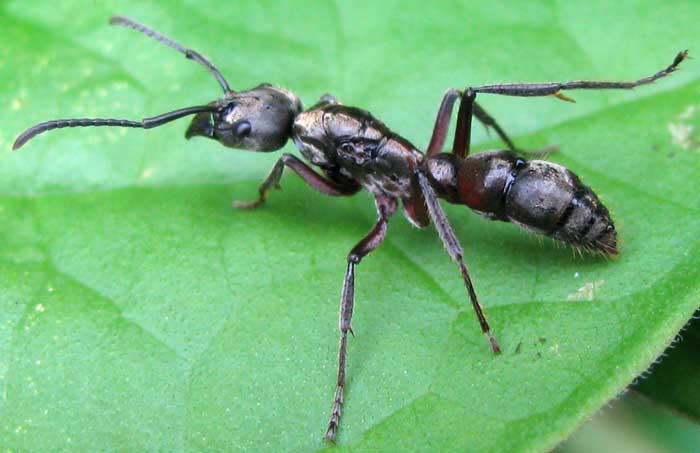 Hairy Panther Ant, PACHYCONDYLA VILLOSA