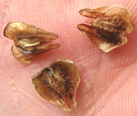 Bladder Mallow, HERISSANTIA CRISPA, seeds with wings