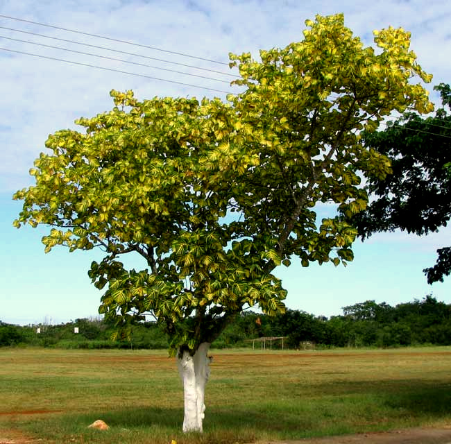 Indian Coral Tree, ERYTHRINA VARIEGATA