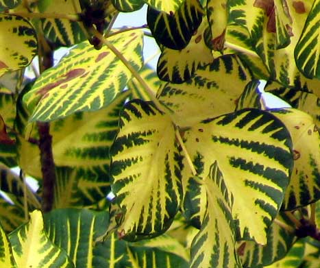 Indian Coral Tree, ERYTHRINA VARIEGATA, leaves