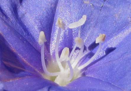 Blue Jacquemontia, JACQUEMONTIA TAMNIFOLIA, flower 