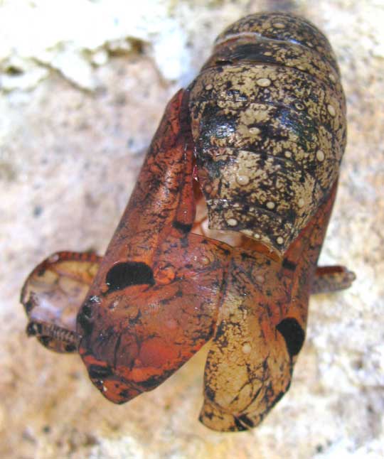 Blomfild's Beauty, SMYRNA BLOMFILDIA, pupa exoskeleton discarded