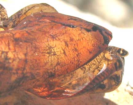 Blomfild's Beauty, SMYRNA BLOMFILDIA, discarded pupa shell showing split lines