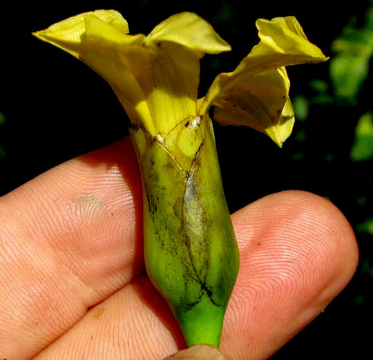 MERREMIA TUBEROSA, flower