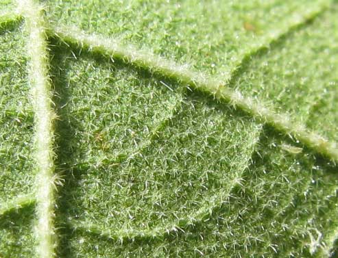 Viscid Mallow, BASTARDIA VISCOSA, stellate hairs on leaf undersurface