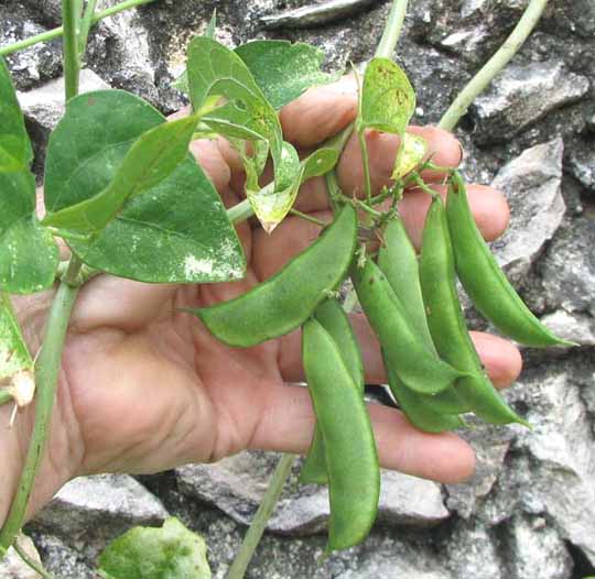Maya Lima Bean or Butterbean, PHASEOLUS LUNATUS, pods