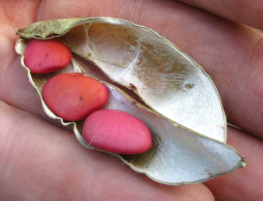 Maya Lima Bean or Butterbean, PHASEOLUS LUNATUS, beans