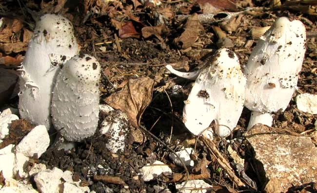 Shaggy Mane mushrooms, COPRINUS COMATUS