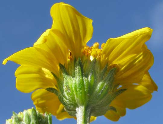 Sunflower Goldeneye, VIGUIERA DENTATA, involucral bracts
