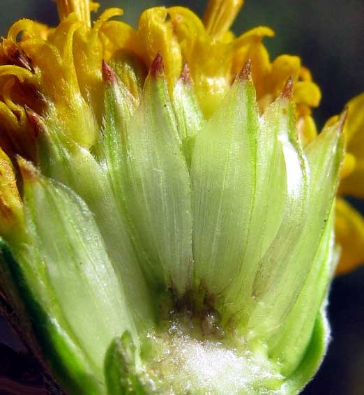 Sunflower Goldeneye, VIGUIERA DENTATA, paleae or scales around achenes