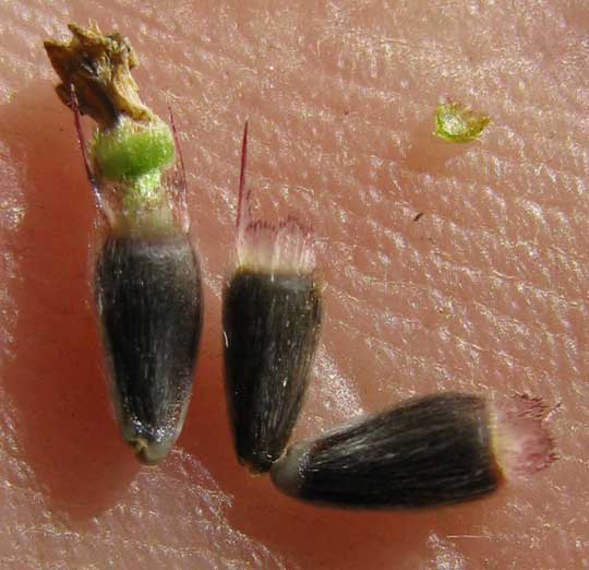 achenes with aristate and lacerate scale pappi, of Sunflower Goldeneye, VIGUIERA DENTATA