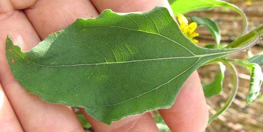 Sunflower Goldeneye, VIGUIERA DENTATA, leaf