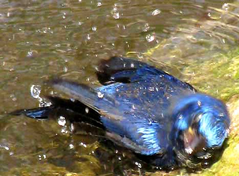 Blue Bunting, CYANOCOMPSA PARELLINA, bathing