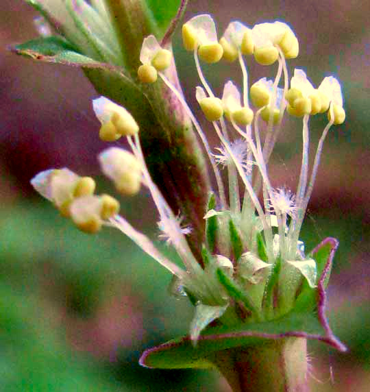 Inch Plant, CALLISIA REPENS, bisexual flowers